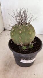 MATUCANA MADISONIORUM Nº 330 – vaso 15 - Imagem 5