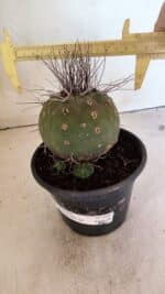 MATUCANA MADISONIORUM Nº 330 – vaso 15 - Imagem 4