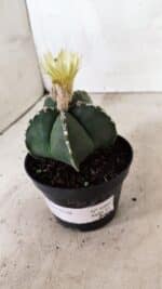 ASTROPHYTUM MYRIOSTIGMA  Nº 1060 – vaso 11 - Imagem 10