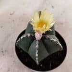 ASTROPHYTUM MYRIOSTIGMA  Nº 1060 – vaso 11