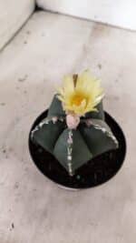 ASTROPHYTUM MYRIOSTIGMA  Nº 1060 – vaso 11