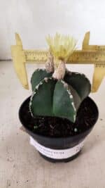 ASTROPHYTUM MYRIOSTIGMA  Nº 1060 – vaso 11 - Imagem 4