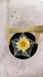 ASTROPHYTUM MYRIOSTIGMA  Nº 1060 – vaso 11 - Imagem 5