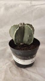 ASTROPHYTUM MYRIOSTIGMA Nº 1066 – vaso 09 - Imagem 2