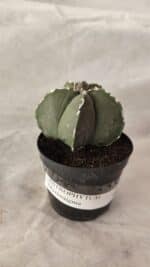 ASTROPHYTUM MYRIOSTIGMA Nº 1066 – vaso 09 - Imagem 9