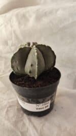 ASTROPHYTUM MYRIOSTIGMA Nº 1066 – vaso 09 - Imagem 8