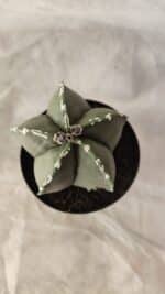 ASTROPHYTUM MYRIOSTIGMA Nº 1066 – vaso 09