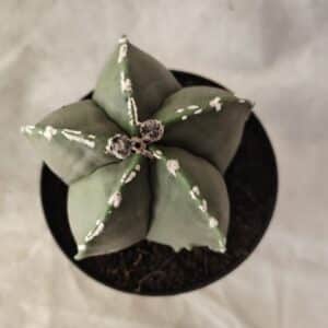 ASTROPHYTUM MYRIOSTIGMA  Nº 1066 – vaso 09