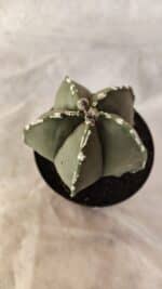 ASTROPHYTUM MYRIOSTIGMA Nº 1066 – vaso 09 - Imagem 7