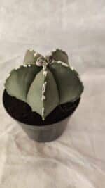 ASTROPHYTUM MYRIOSTIGMA Nº 1066 – vaso 09 - Imagem 6