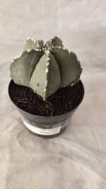 ASTROPHYTUM MYRIOSTIGMA Nº 1066 – vaso 09 - Imagem 5