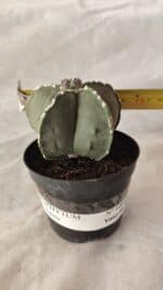 ASTROPHYTUM MYRIOSTIGMA Nº 1066 – vaso 09 - Imagem 4