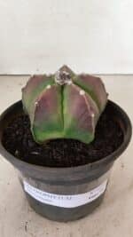 ASTROPHYTUM MYRIOSTIGMA Nº 1070 – vaso 15 - Imagem 2