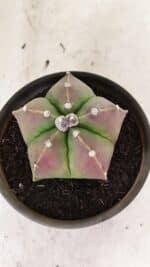 ASTROPHYTUM MYRIOSTIGMA Nº 1070 – vaso 15 - Imagem 3