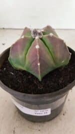 ASTROPHYTUM MYRIOSTIGMA Nº 1070 – vaso 15 - Imagem 9