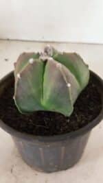 ASTROPHYTUM MYRIOSTIGMA Nº 1070 – vaso 15 - Imagem 8