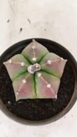 ASTROPHYTUM MYRIOSTIGMA Nº 1070 – vaso 15 - Imagem 6