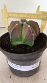 ASTROPHYTUM MYRIOSTIGMA Nº 1070 – vaso 15 - Imagem 4