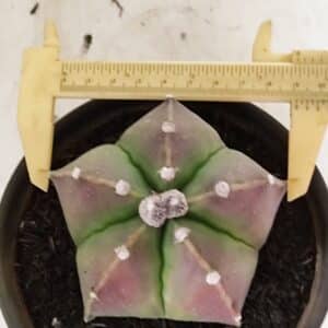 ASTROPHYTUM MYRIOSTIGMA  Nº 1070 – vaso 15