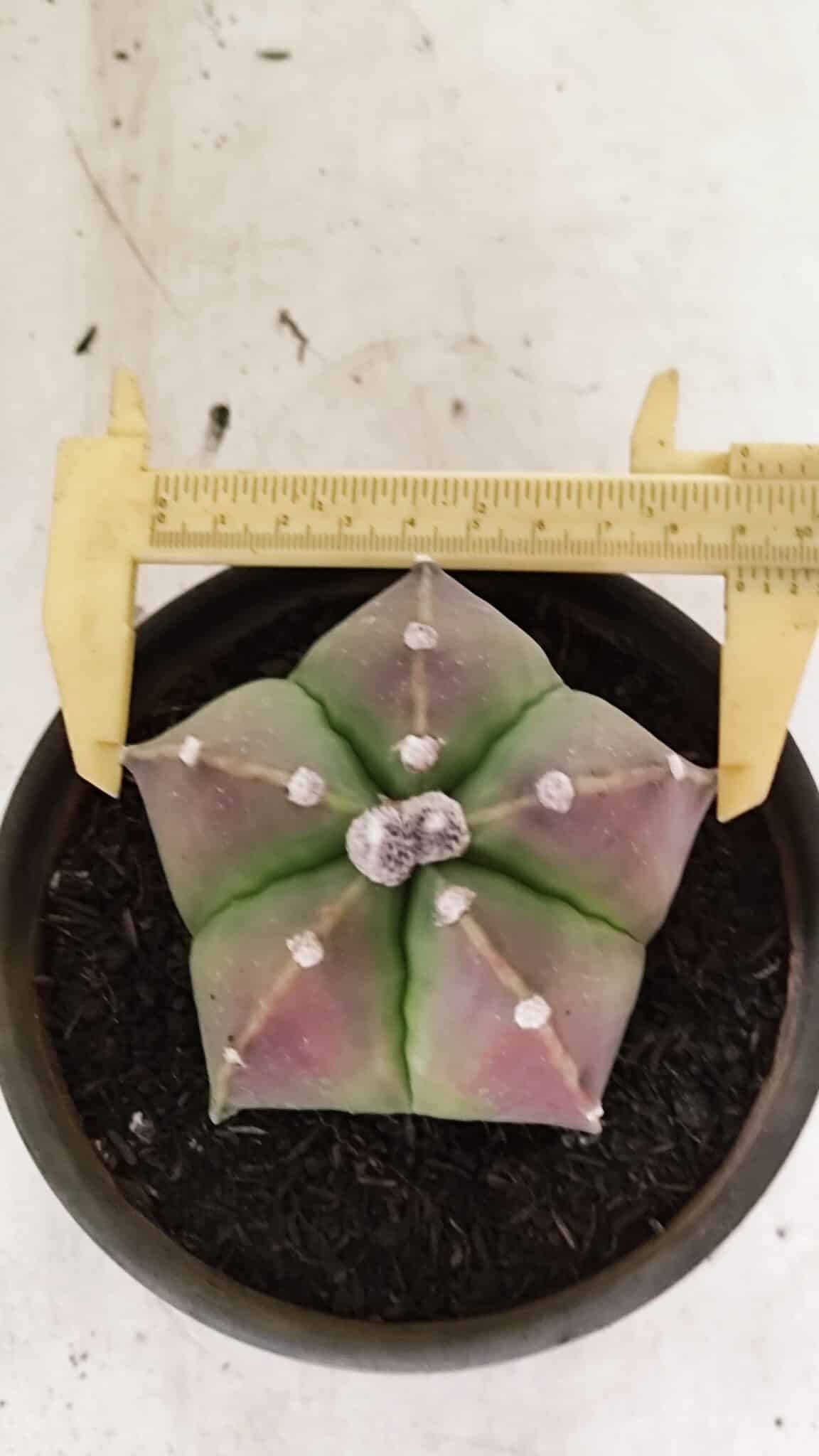 MYRIOSTIGMA 1070 (8) ASTROPHYTUM MYRIOSTIGMA Nº 1070 – vaso 15 - Imagem 1