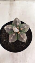 ASTROPHYTUM MYRIOSTIGMA Nº 1071 – vaso 15 - Imagem 3