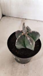 ASTROPHYTUM MYRIOSTIGMA Nº 1071 – vaso 15 - Imagem 6