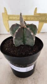 ASTROPHYTUM MYRIOSTIGMA Nº 1071 – vaso 15 - Imagem 4