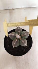 ASTROPHYTUM MYRIOSTIGMA Nº 1071 – vaso 15