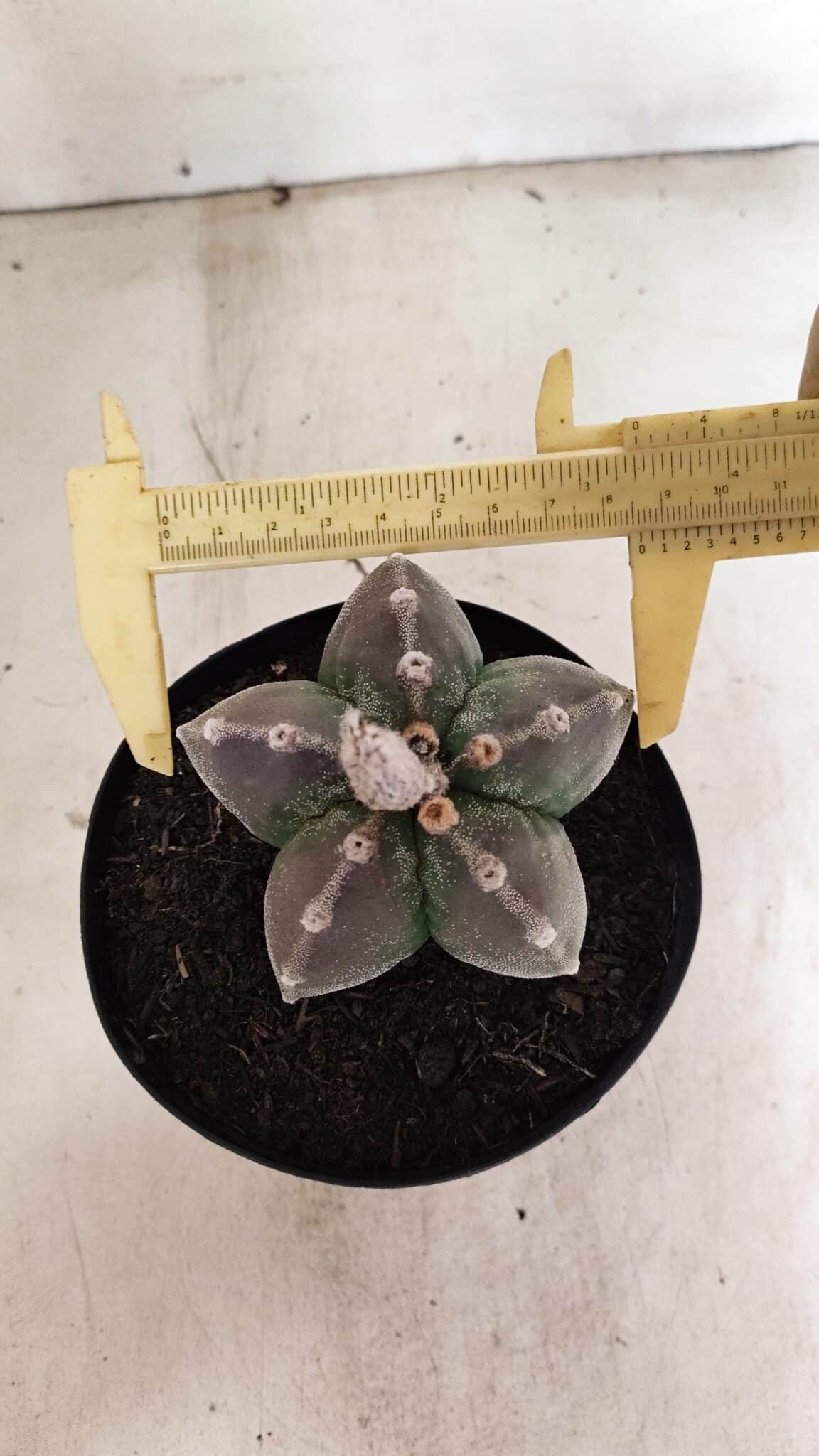 MYRIOSTIGMA 1071 (8) ASTROPHYTUM MYRIOSTIGMA Nº 1071 – vaso 15 - Imagem 1