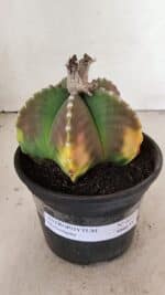 ASTROPHYTUM MYRIOSTIGMA Nº 1072 – vaso 15 - Imagem 2