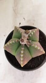 ASTROPHYTUM MYRIOSTIGMA Nº 1072 – vaso 15 - Imagem 10