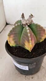 ASTROPHYTUM MYRIOSTIGMA Nº 1072 – vaso 15