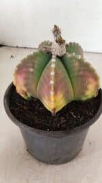 ASTROPHYTUM MYRIOSTIGMA Nº 1072 – vaso 15 - Imagem 9