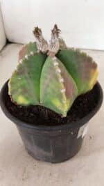 ASTROPHYTUM MYRIOSTIGMA Nº 1072 – vaso 15 - Imagem 8