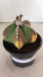 ASTROPHYTUM MYRIOSTIGMA Nº 1072 – vaso 15 - Imagem 7