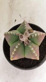 ASTROPHYTUM MYRIOSTIGMA Nº 1072 – vaso 15 - Imagem 4