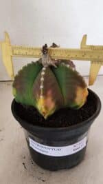 ASTROPHYTUM MYRIOSTIGMA Nº 1072 – vaso 15 - Imagem 5