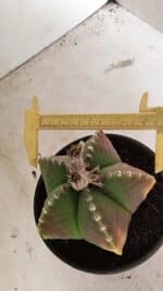 ASTROPHYTUM MYRIOSTIGMA Nº 1072 – vaso 15 - Imagem 6