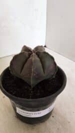 ASTROPHYTUM MYRIOSTIGMA Nº 1073 – vaso 15 - Imagem 10