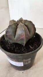 ASTROPHYTUM MYRIOSTIGMA Nº 1073 – vaso 15 - Imagem 6