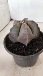 ASTROPHYTUM MYRIOSTIGMA Nº 1073 – vaso 15 - Imagem 9