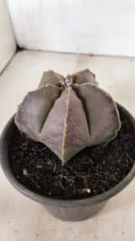 ASTROPHYTUM MYRIOSTIGMA Nº 1073 – vaso 15 - Imagem 8