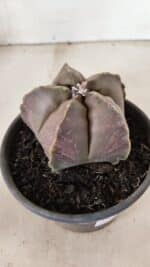 ASTROPHYTUM MYRIOSTIGMA Nº 1073 – vaso 15 - Imagem 7