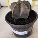 ASTROPHYTUM MYRIOSTIGMA  Nº 1073 – vaso 15