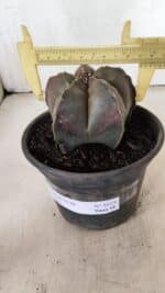ASTROPHYTUM MYRIOSTIGMA Nº 1073 – vaso 15