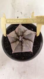 ASTROPHYTUM MYRIOSTIGMA Nº 1073 – vaso 15 - Imagem 5