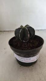 ASTROPHYTUM MYRIOSTIGMA "Multicostatum - 6 quinas " Nº 1074 – vaso 11 - Imagem 2