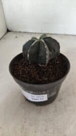 ASTROPHYTUM MYRIOSTIGMA "Multicostatum - 6 quinas " Nº 1074 – vaso 11 - Imagem 8