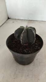 ASTROPHYTUM MYRIOSTIGMA "Multicostatum - 6 quinas " Nº 1074 – vaso 11 - Imagem 7