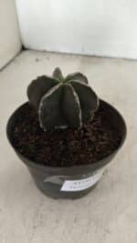 ASTROPHYTUM MYRIOSTIGMA "Multicostatum - 6 quinas " Nº 1074 – vaso 11 - Imagem 6